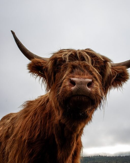 Ending the week with a highland coooooooooooo.We were meant to feed some highland cows on the way to Inverness, but car troubles meant we had to miss out, however, on the last day we got the chance to feed some in a field by the road.#highlandcow #scotland #beast #ginger #walk #getoutside #photography #outdoorescape #hiking #outdooradventures #hikingadventures #outdoorphotography #nature #explore #outdooradventurer #exploremore #instagood #walking #amaturephotography