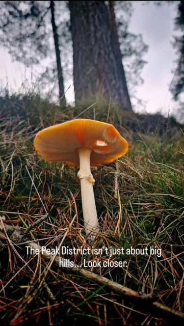 You're walking too fast.It's easy to get obsessed with bagging trig points and hitting summits. But if you keep your head up the whole time, you miss the entire ecosystem happening at your feet.Spent some time among the trees near Derwent and Matlock. The light hitting the forest floor was better than any veiw from the top of crowded Mam Tor.Nature is in the details. Slow down.Are you a "race to the top" hiker, or a "stop for every mushroom" hiker? Let me know.My fiancé would definitely tell you that I will stop for every mushroom I see.#peakdistrict#forestphotography📷 #fungi #mycology#flyagaric #naturedetails#slowliving#hikinguk#derbyshire#moodygrams#eartyoutdoors